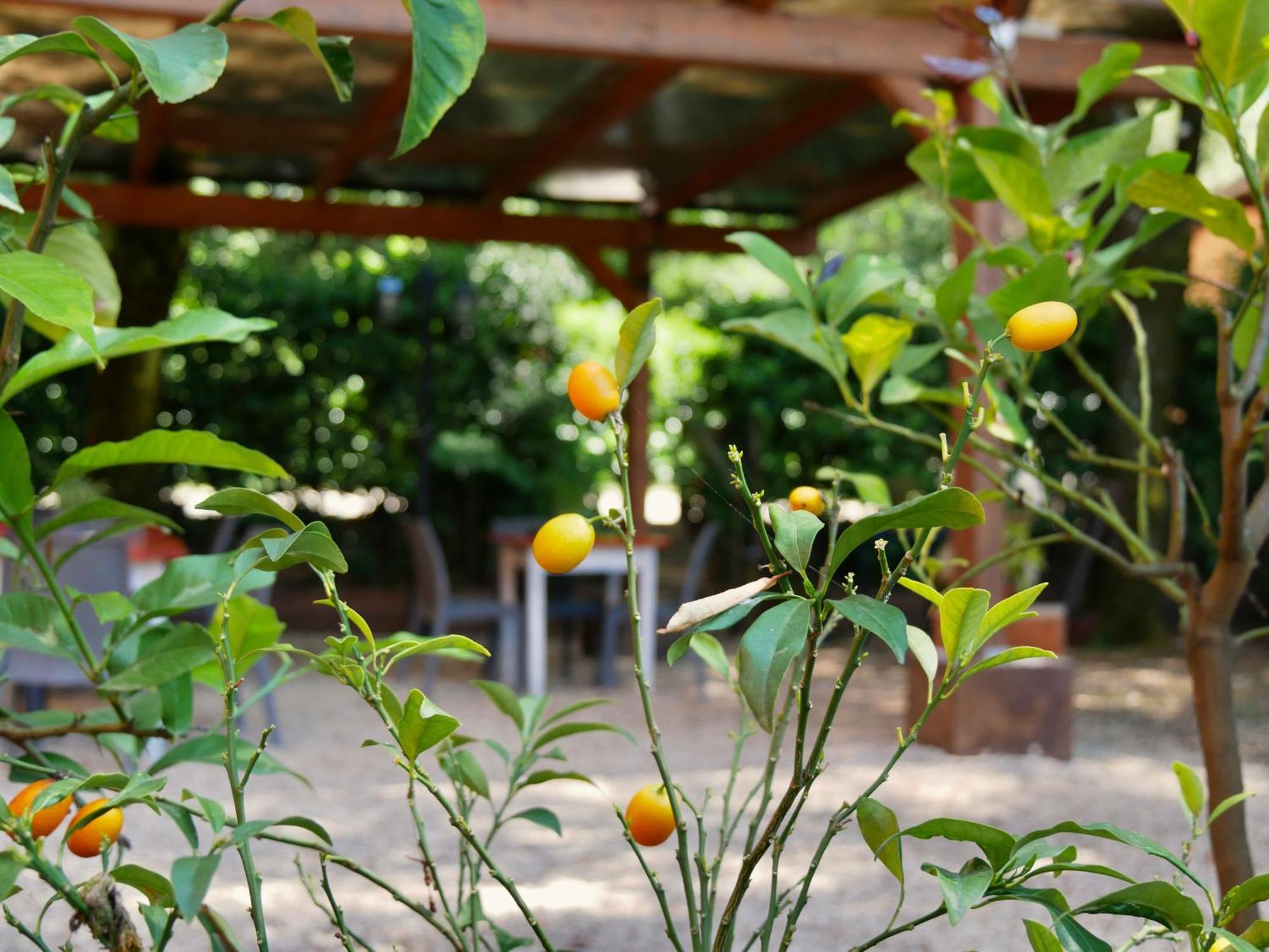 L'Antico Granaio Paliano Bed & Breakfast エクステリア 写真